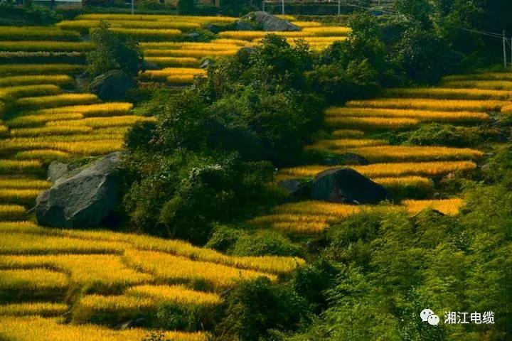 湘江電纜湖南衛(wèi)視《鄉(xiāng)村合伙人》一企幫扶一村